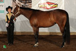 Showmanship at Halter